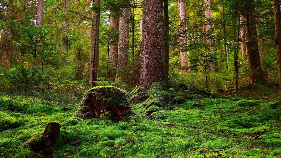 «Лес на острове Нарген» («девственный лес»)