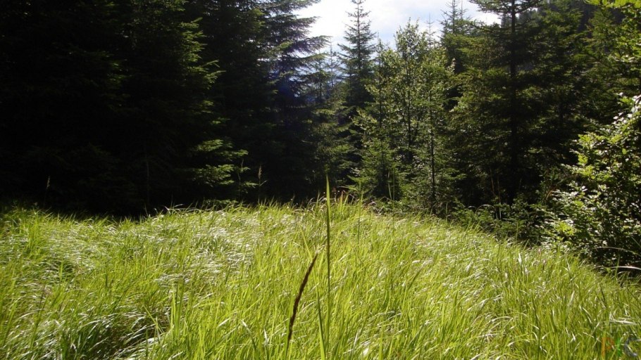 Листопадные леса Флора