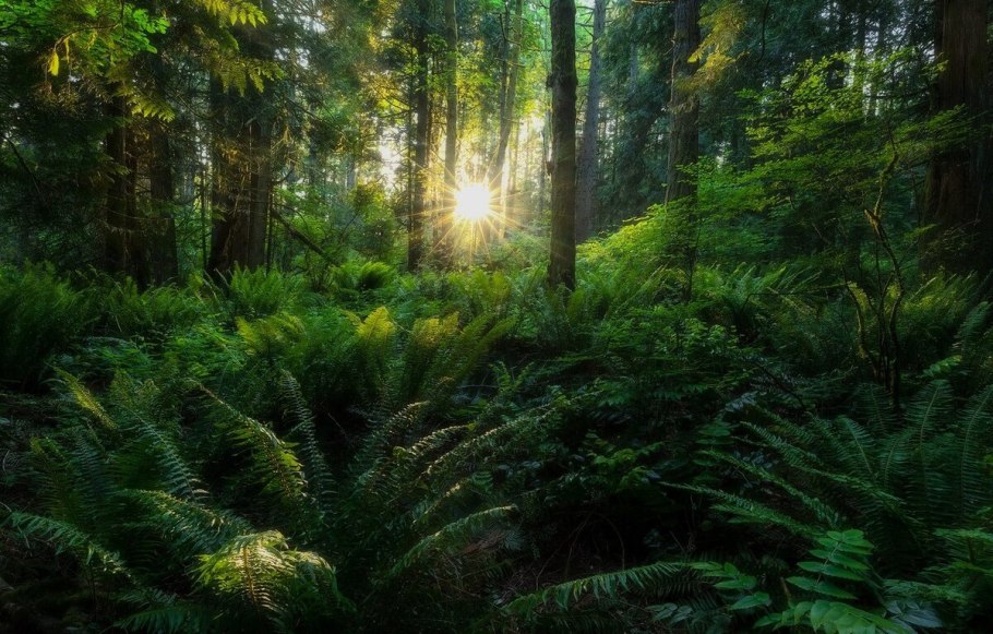 Заросшие кусты