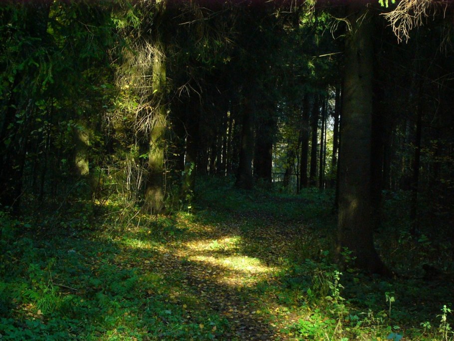 Мох на дереве