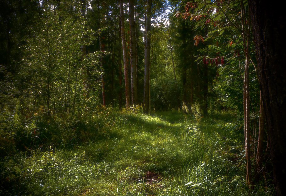 Шервудский лес локация