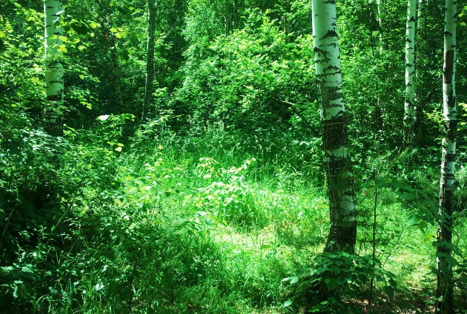 Зеленый лес