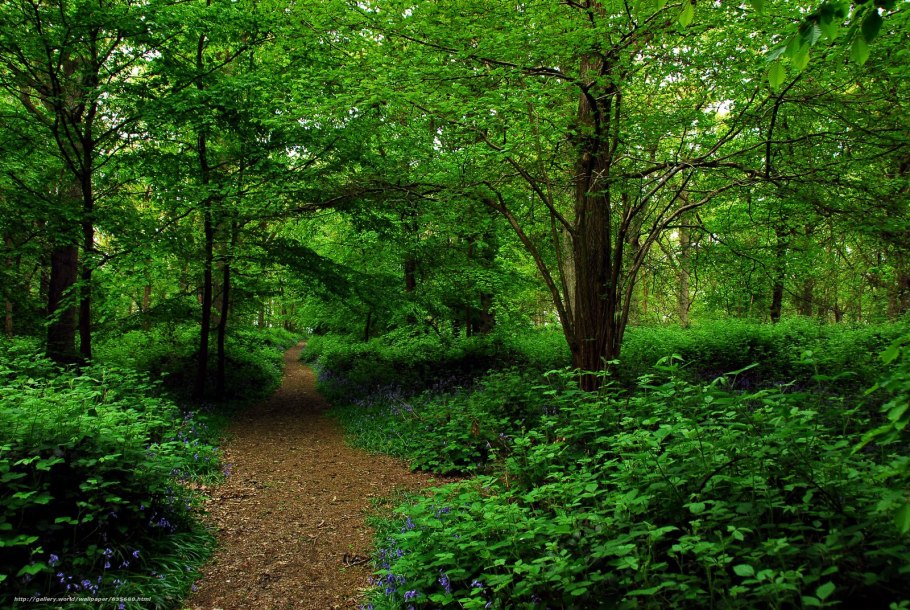 Локнянская Поляна в Псковской области