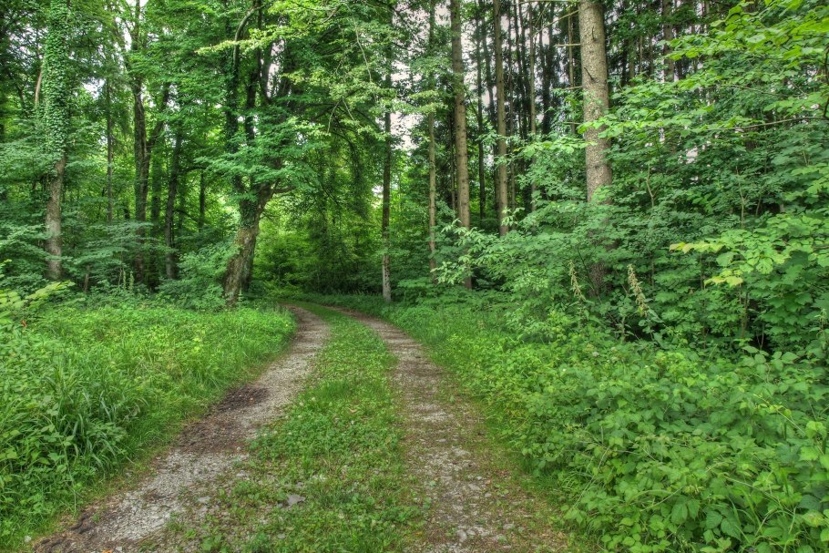 Тропический лес
