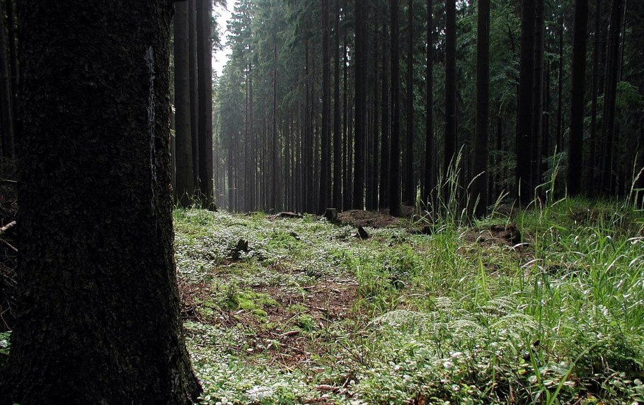 Зеленый лес