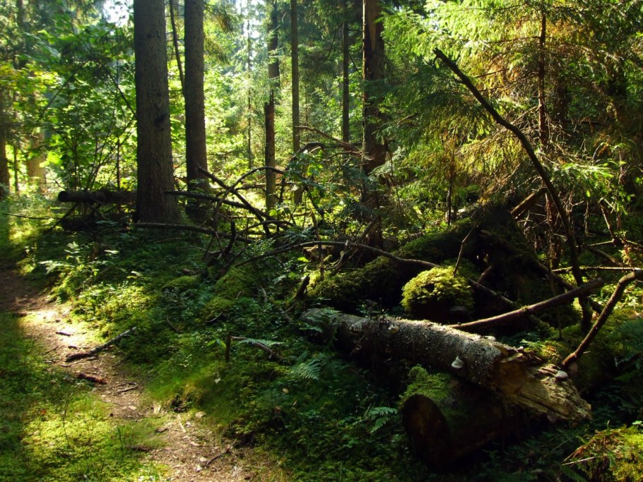 Лесная просека 7