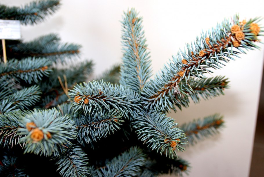 Зимний хвойный лес