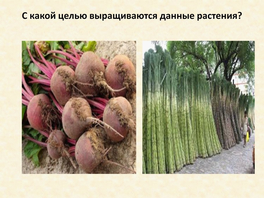 Сахарный тростник и сахарная свекла