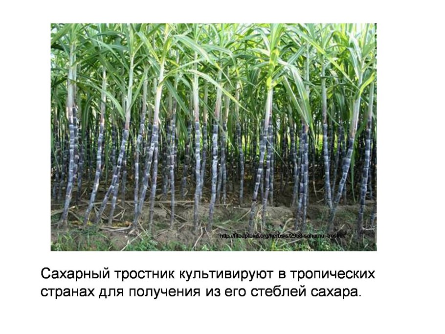 Сахарный тростник культивируемый цветы