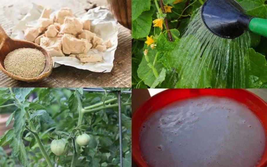 Ароматические растения