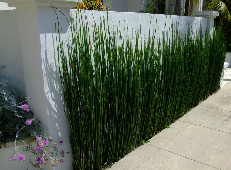 Хвощ зимующий