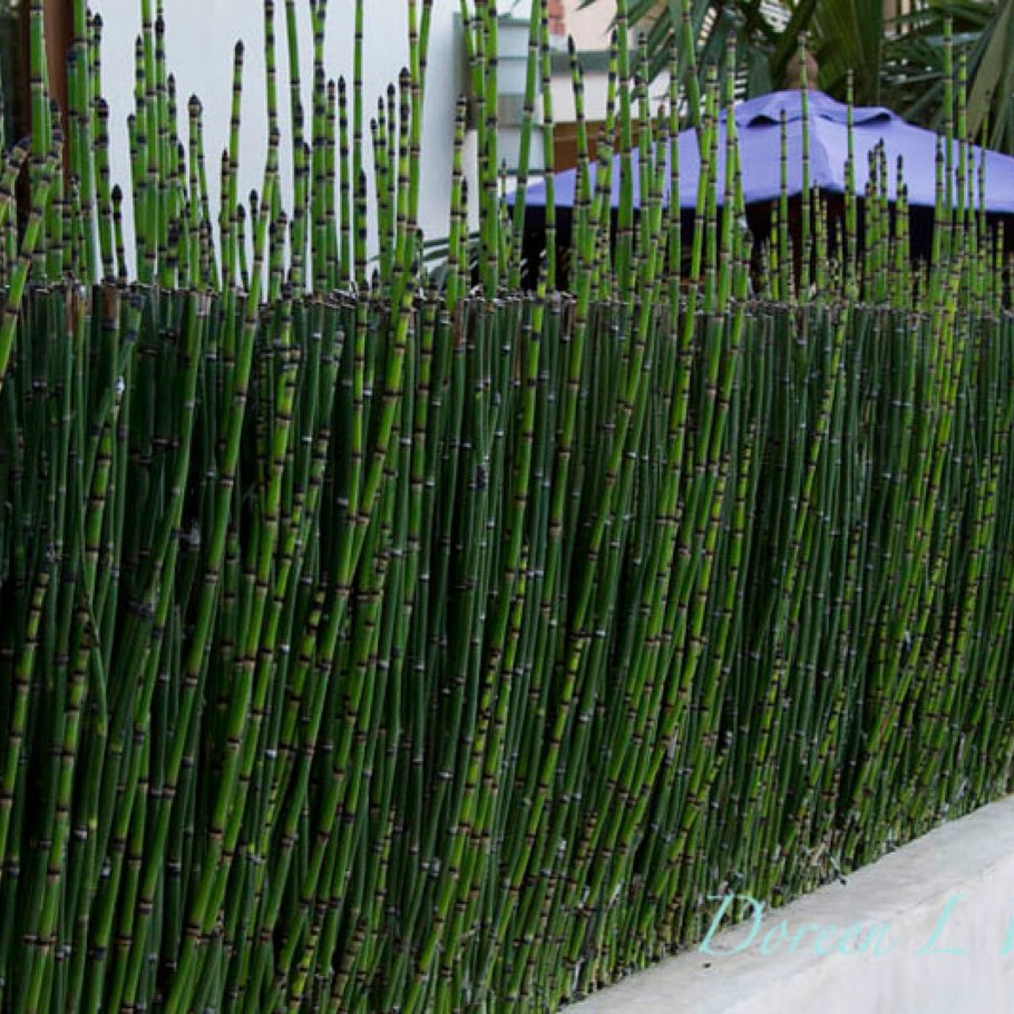 Хвощ японский/Equisetum japonicum