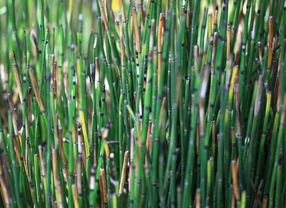 Хвощ зимующий(Equisetum hyemale)-4