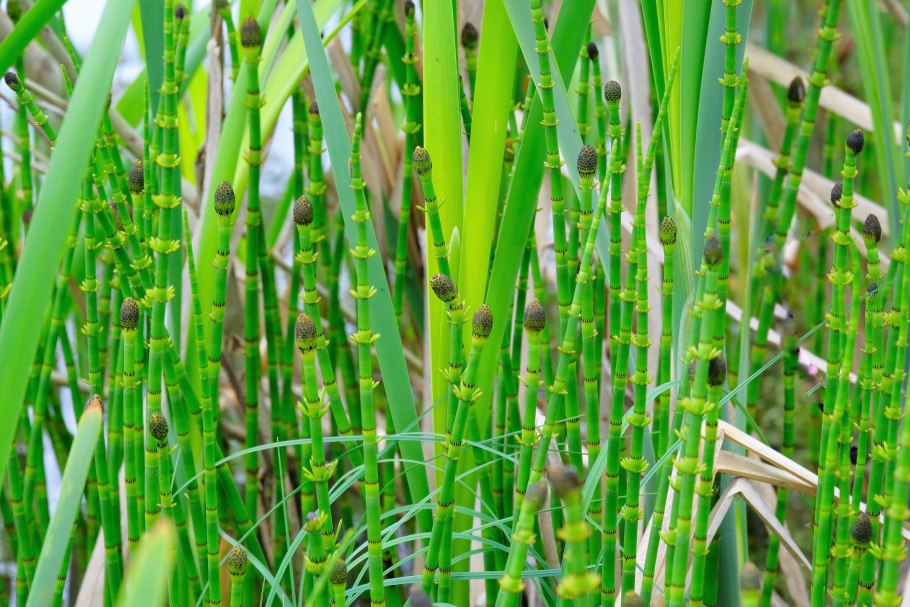 Хвощ тростниковый бамбук
