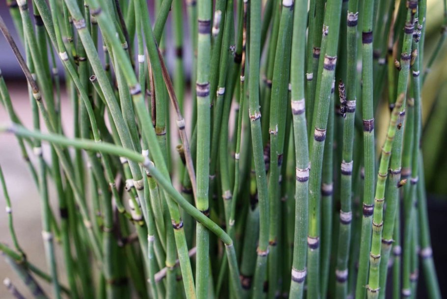 Equisetum variegatum хвощ пестрый