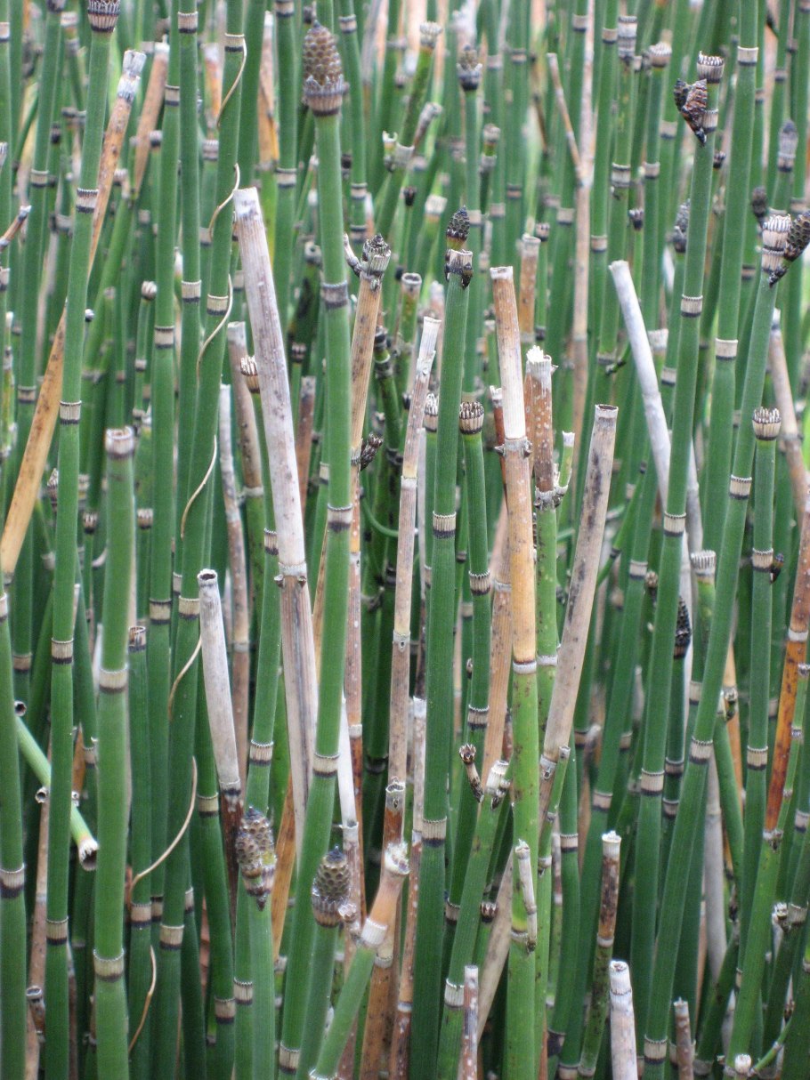 Снейкграсс хвощ