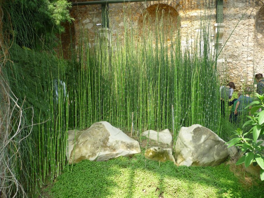 Хвощ японский зимующий