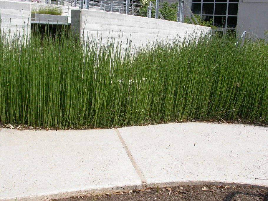 Хвощ зимующий Equisetum hyemale