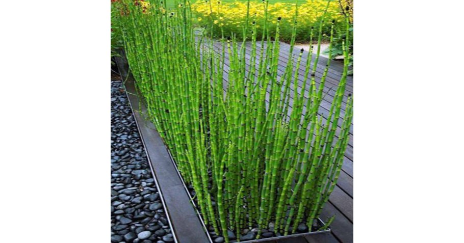 Хвощ садовый зимующий