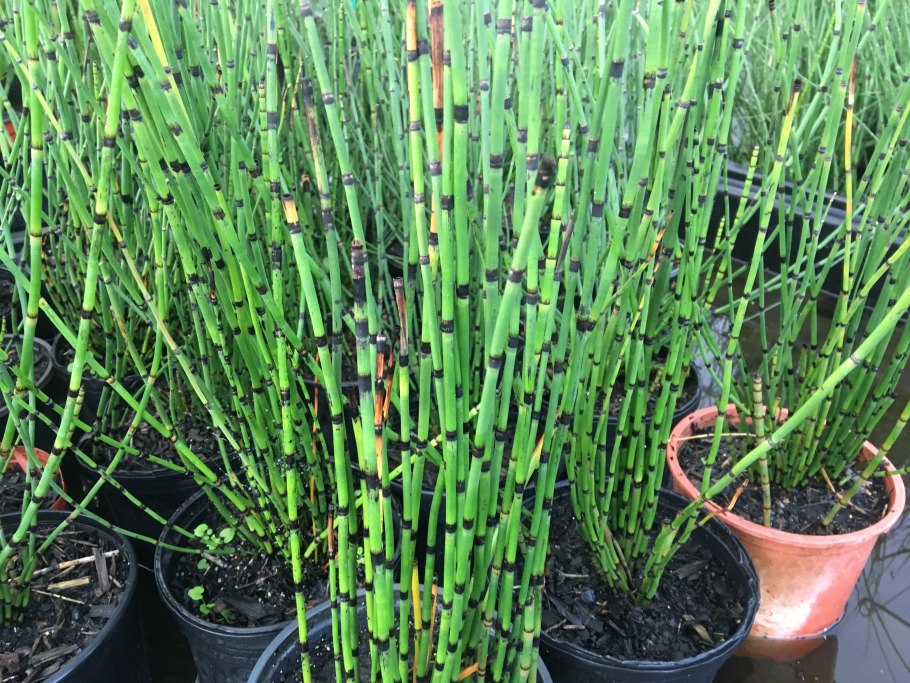 Хвощ зимующий Equisetum hyemale