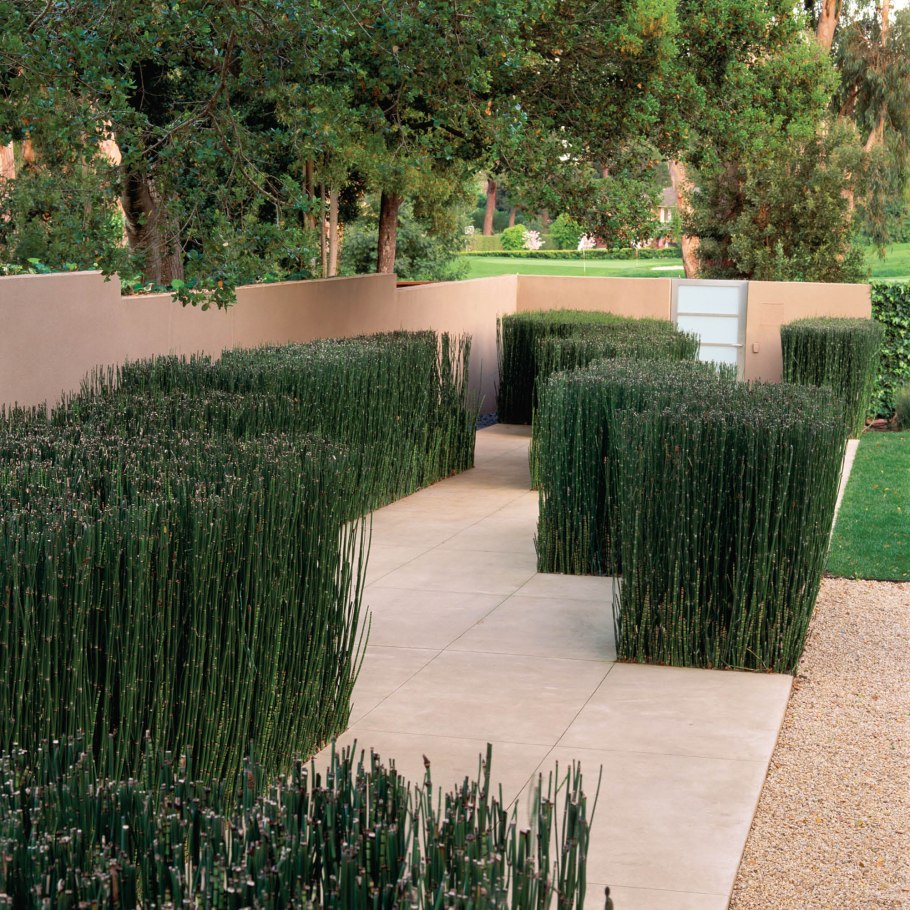 Хвощ в ландшафтном дизайне