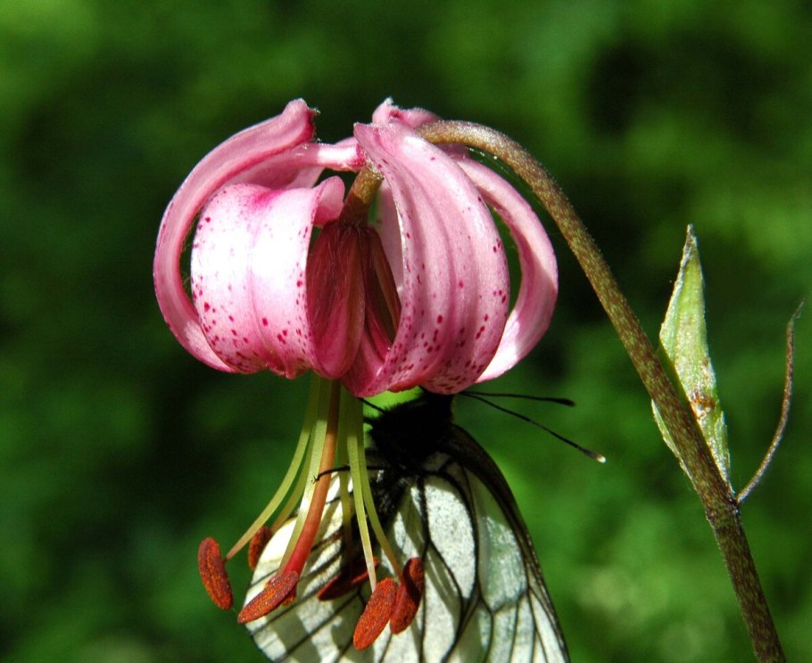 Лилия кудреватая мартагон