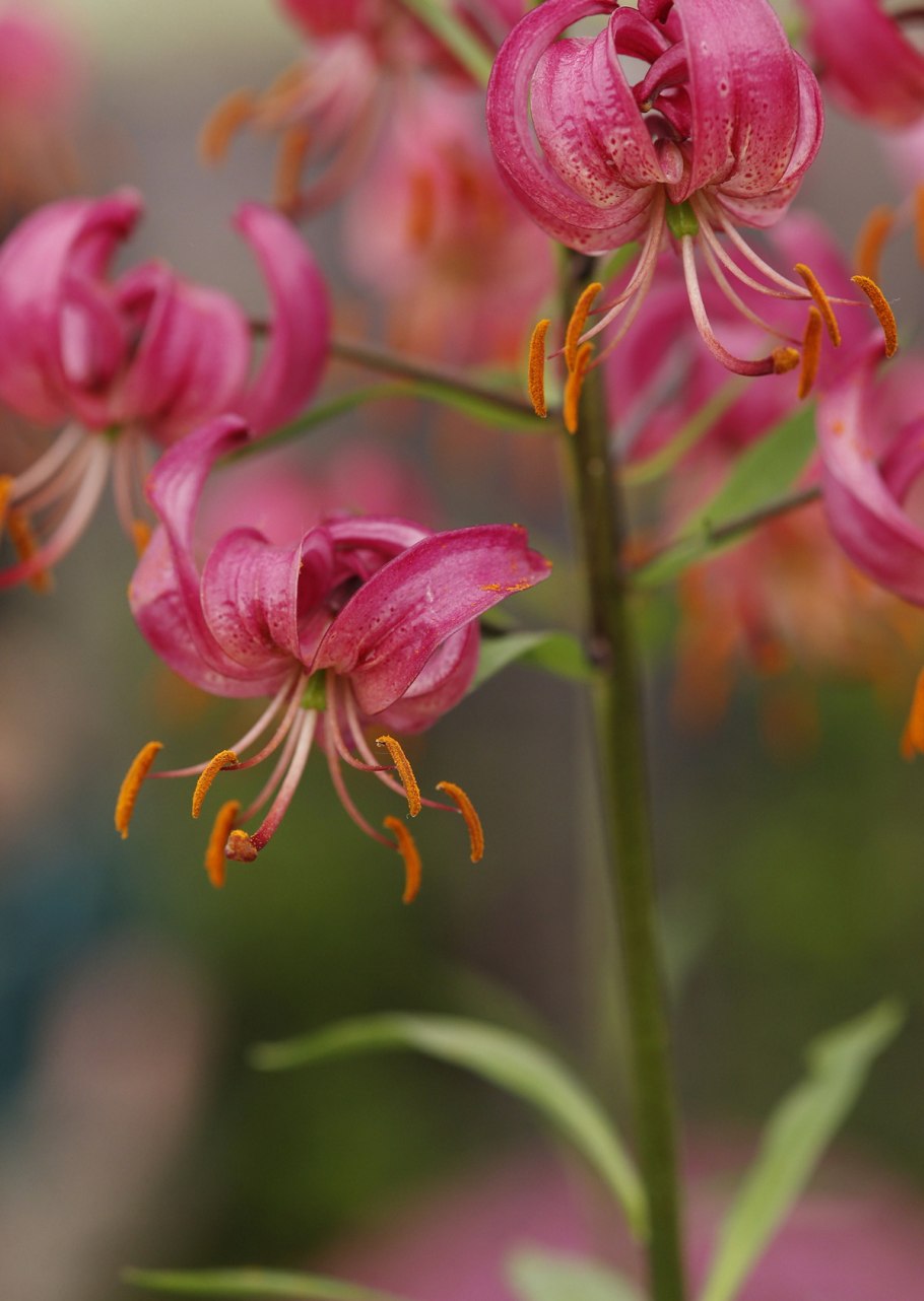 Лилия саранка или царские кудри