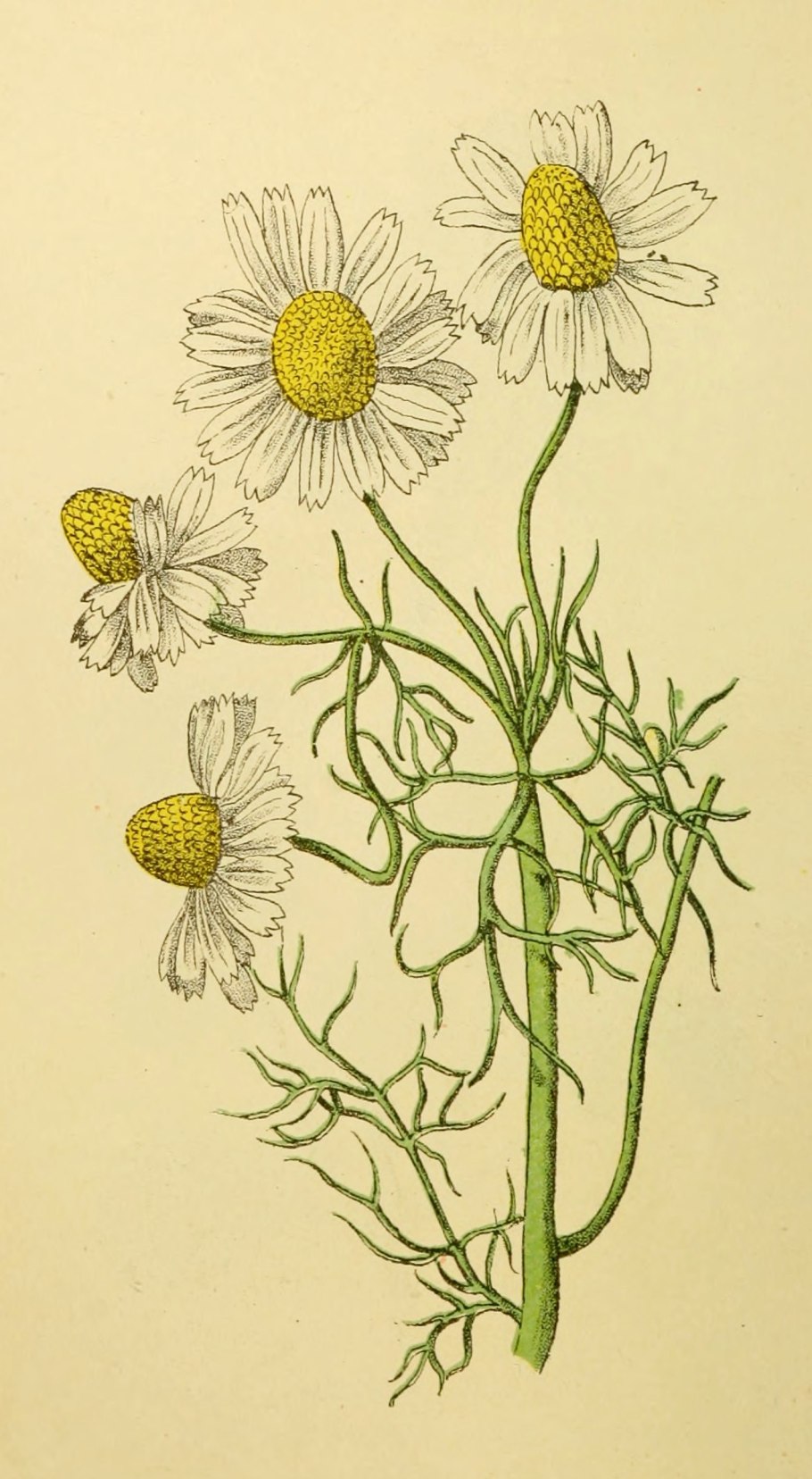 Matricaria recutita Ботаническая иллюстрациях