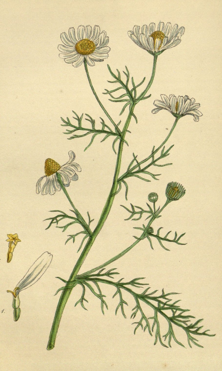 Ромашка непахучая (Matricaria perforata)