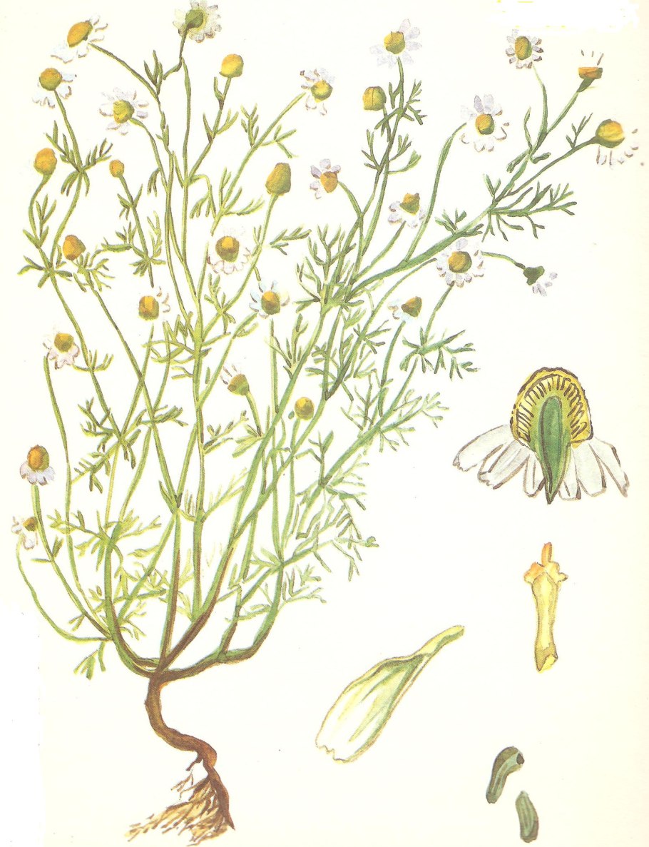 Нивяник обыкновенный ботаника