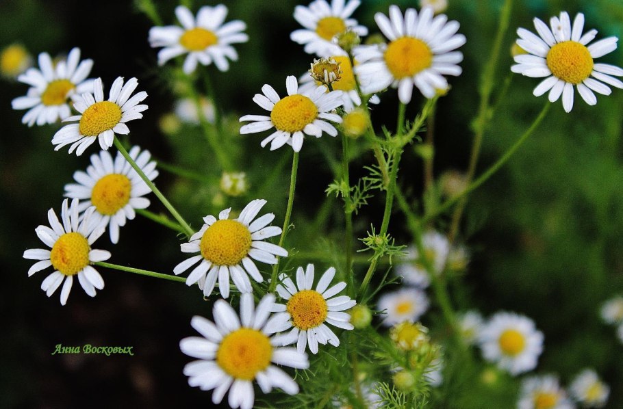 Цветок матрикария Хамомилла