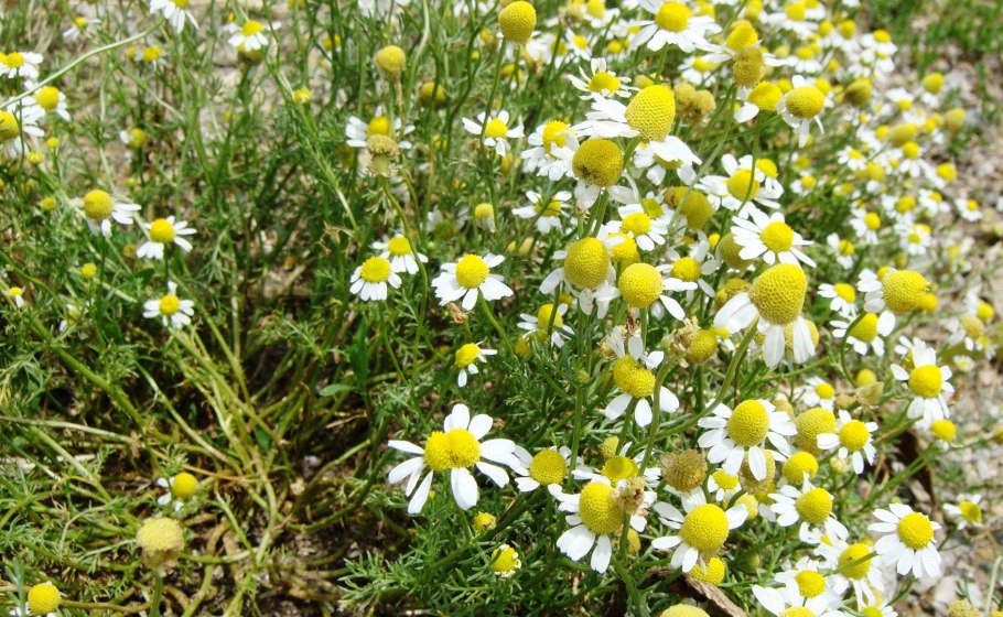 Ромашка аптечная (Matricaria Chamomilla)