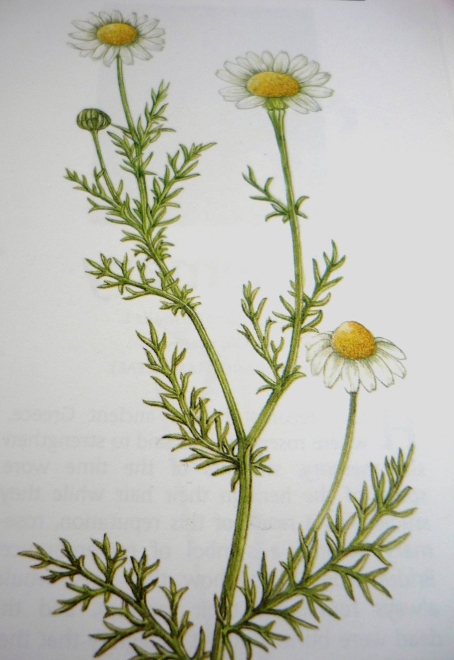 Пупавка Полевая соцветие