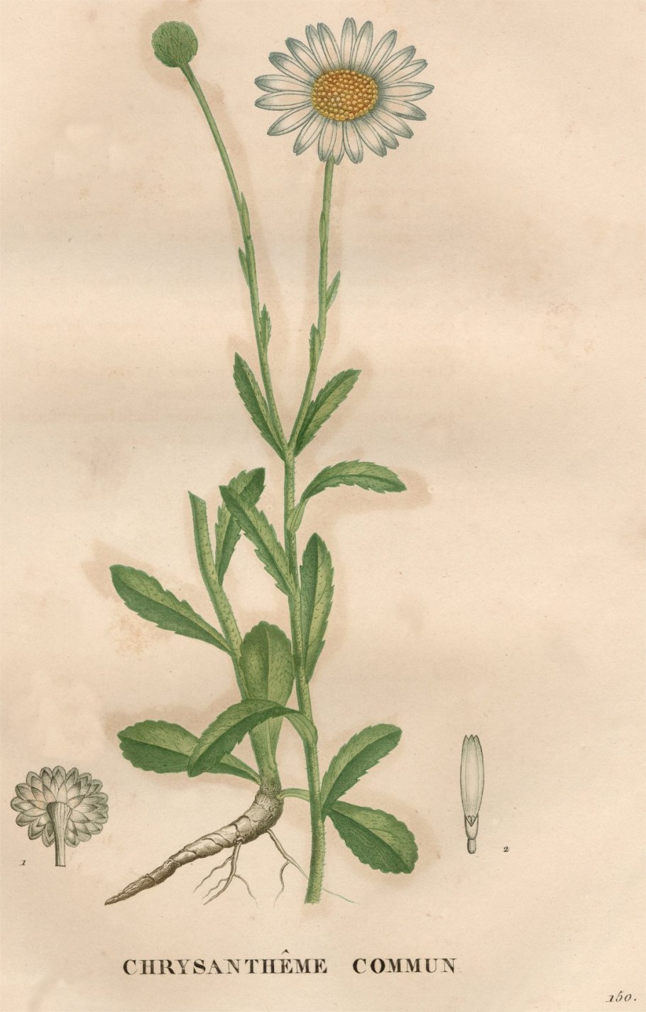 Нивяник обыкновенный