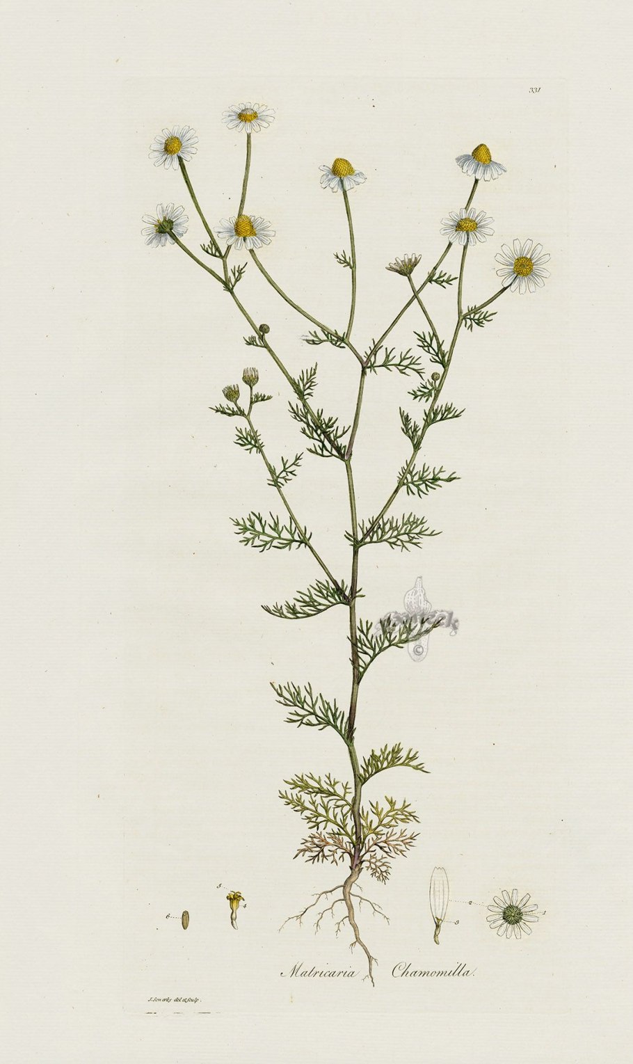 Ботанический атлас Ромашка