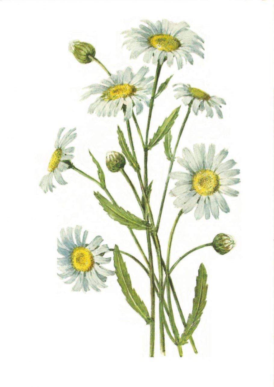 Ромашка лекарственная гербарий