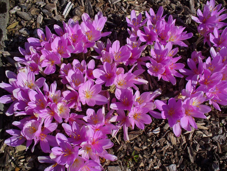 Крокус осенний безвременник