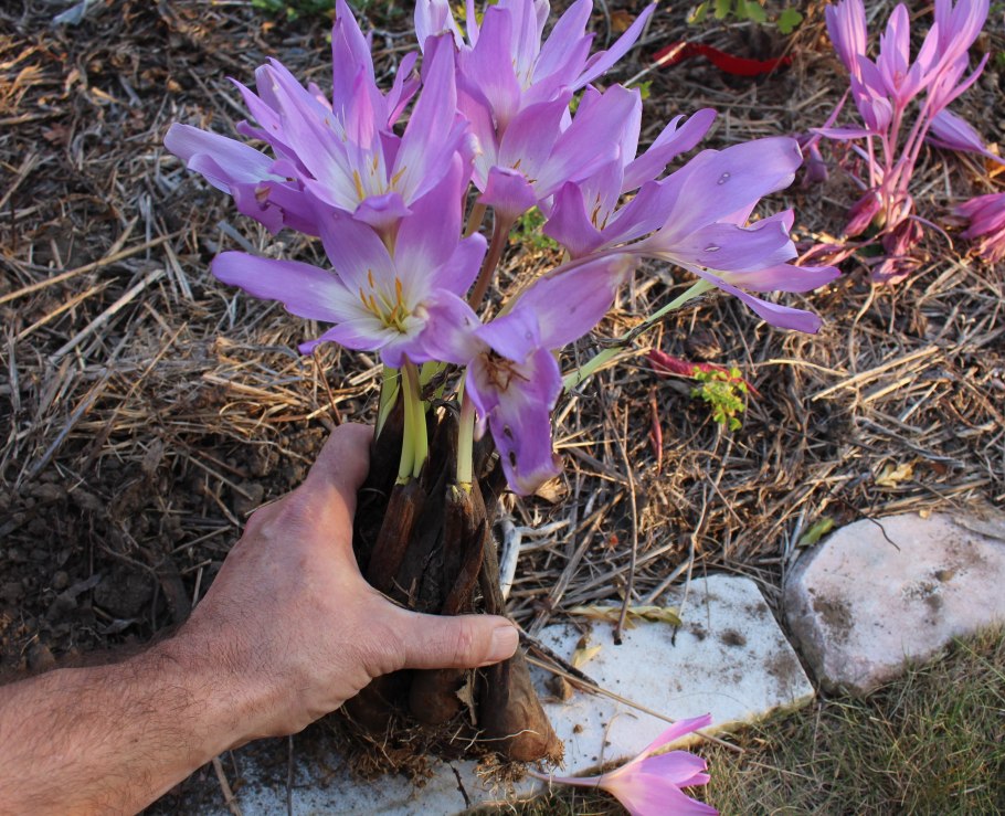 Безвременник (осенний) каменный цветок