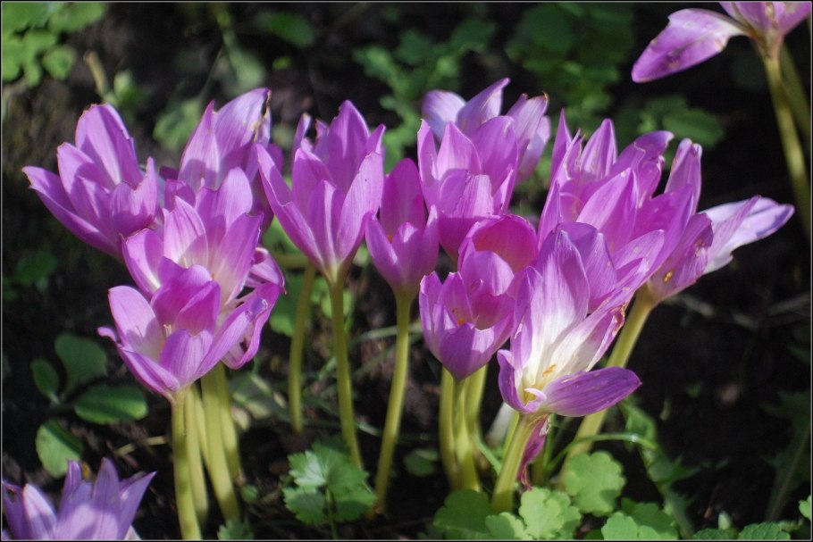 Безвременник Совича