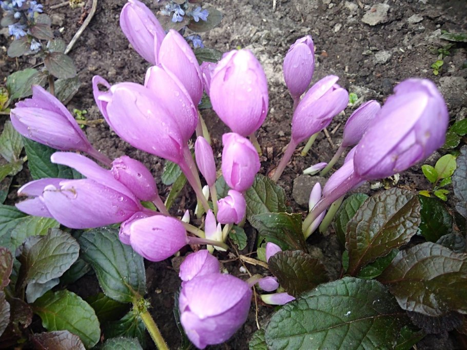 Осенний Крокус жёлтый безвременник