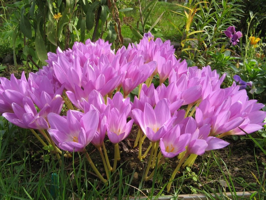 Крокус осенний безвременник