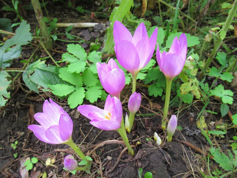 Безвременник, или колхикум