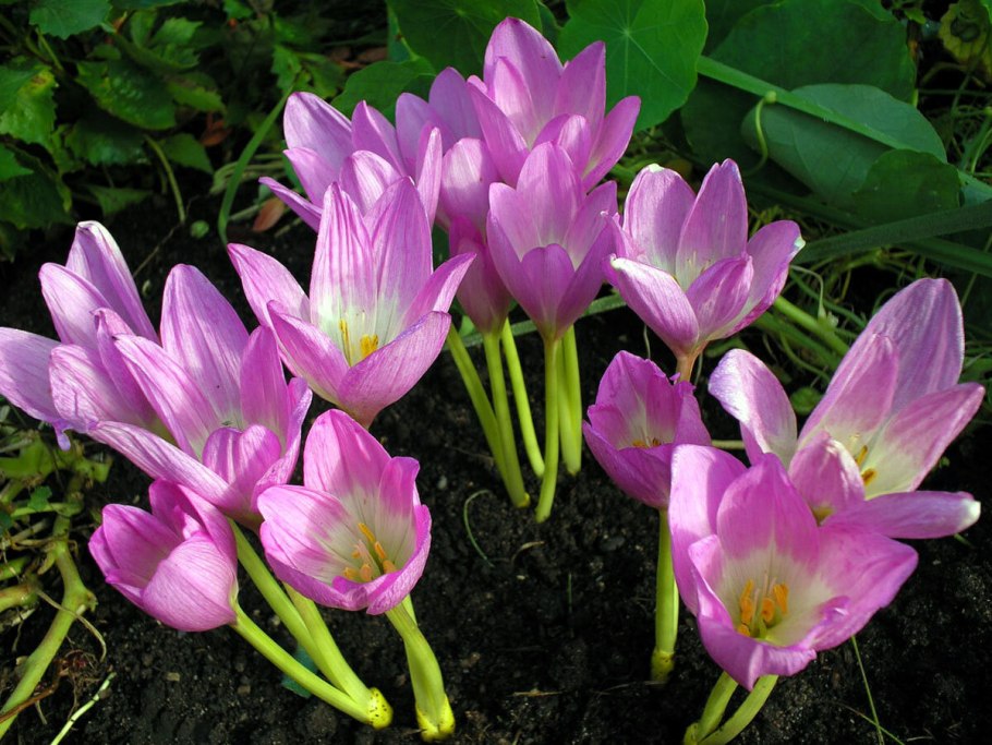 Крокус осенний безвременник