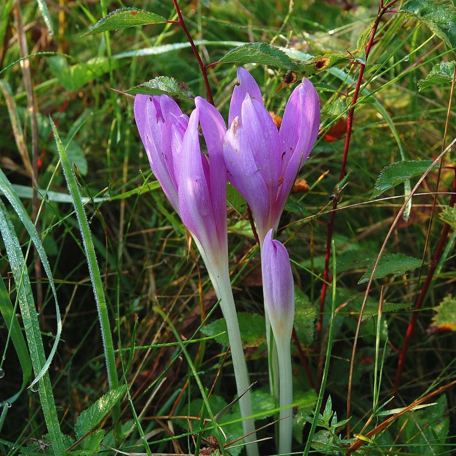 Colchicum laetum
