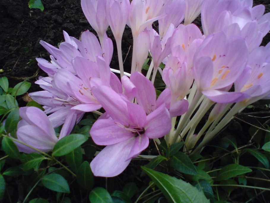 Безвременник (Colchicum)