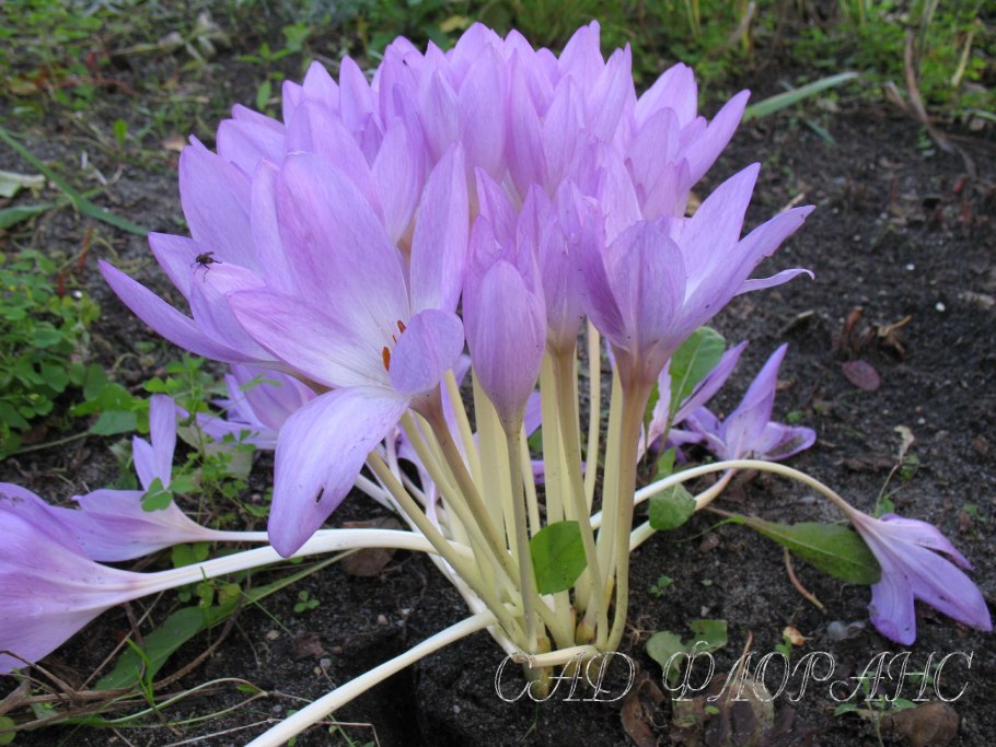 Колхикум безвременник осенний