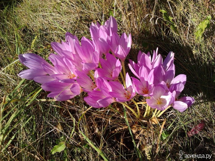 Колхикум безвременник