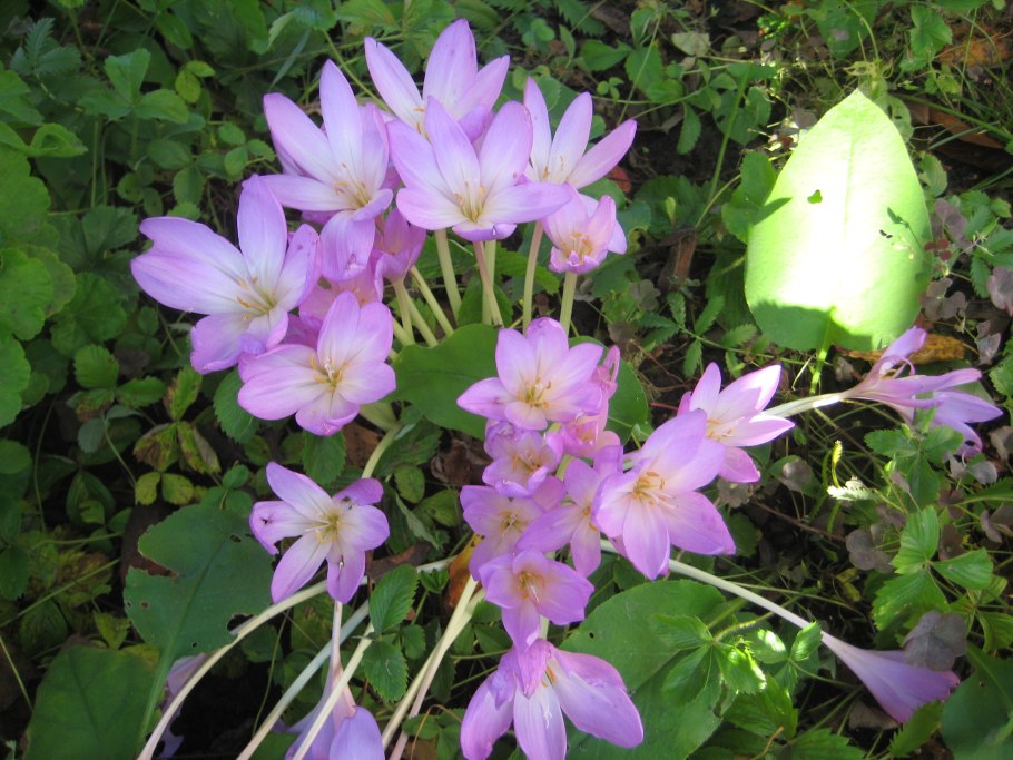 Безвременник Шовица