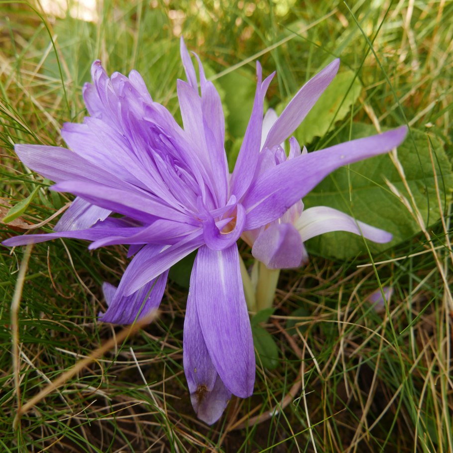 Безвременник семена