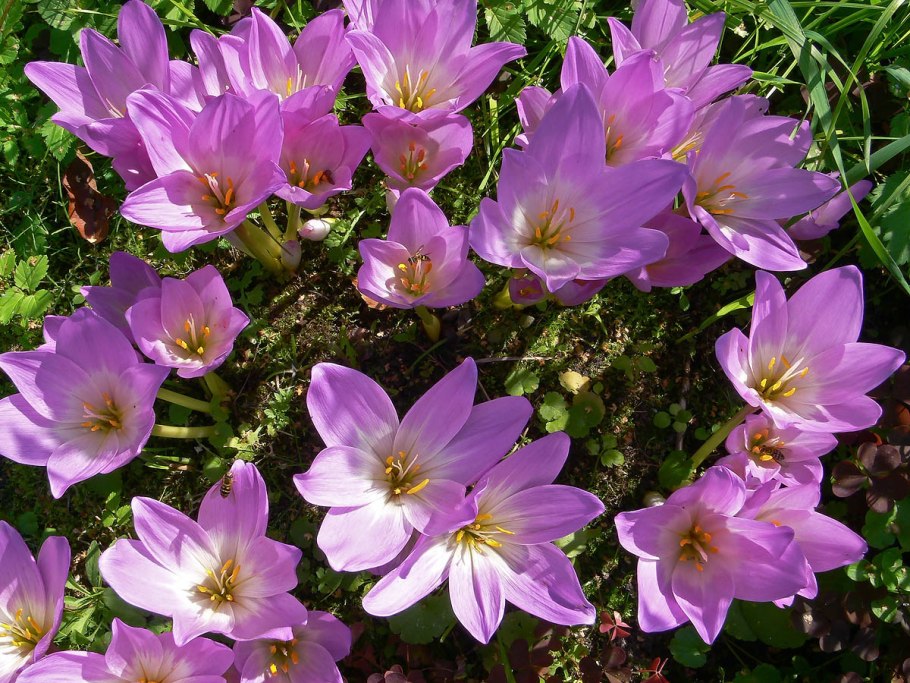 Colchicum Atticum